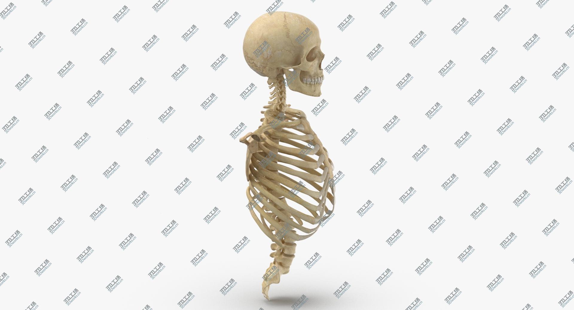 images/goods_img/202104021/3D Real Human Rib Cage Spine Male Skull Calvicle and Scapula Bones Anatomy With Intervertibral Disks 01(1)/4.jpg